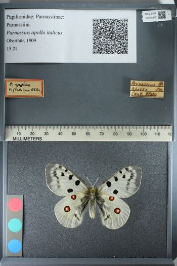 Media type: image;   Entomology 175392